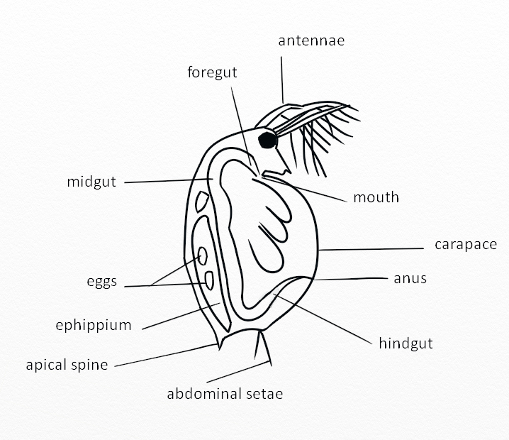 Daphnia Drawing Gif Water Flea Coloring Transparent Pages Aquatic Daphnia Drawing Gif Water Flea Coloring Transparent Pages Aquatic